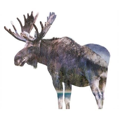 Fauna Moose