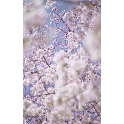 Sakura 1 Kyoto_